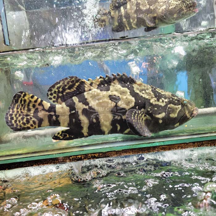 hình ảnh cá mú ghệ